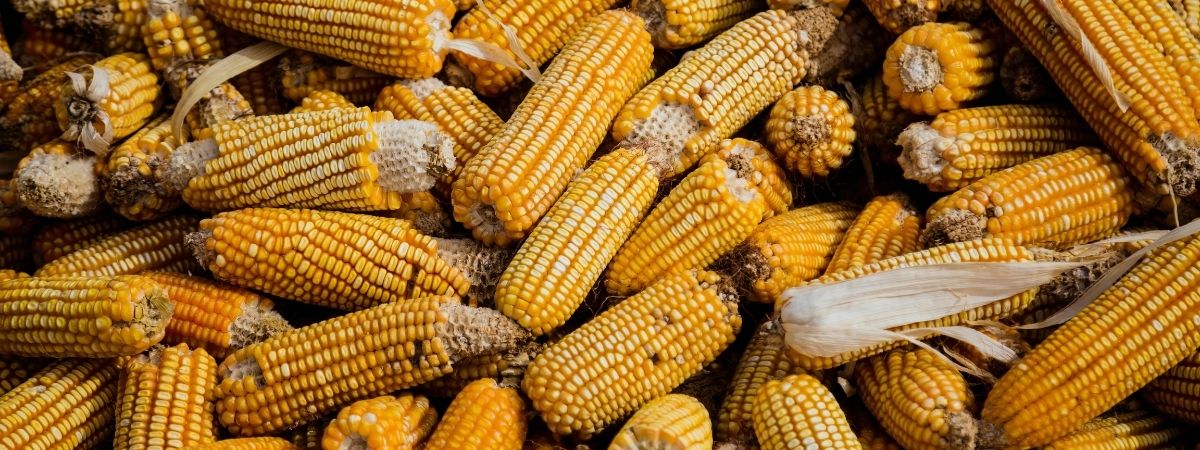 Cereales, alimentos imprescindible