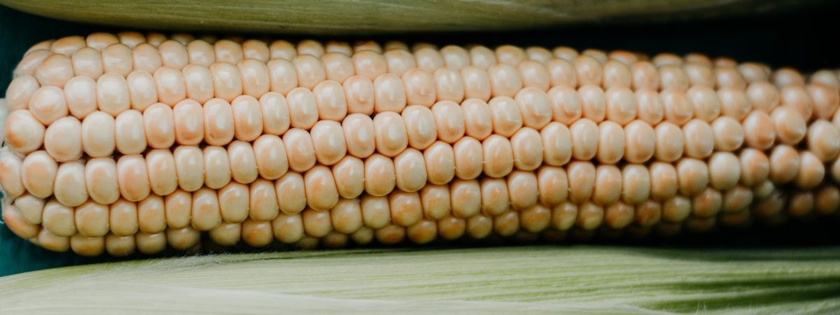 Las tortillas mexicanas tienen parientes españoles