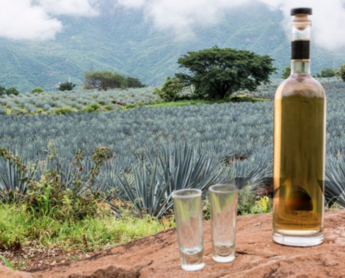 El Tequila Mexicano y su compromiso con la sostenibilidad